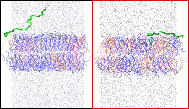 Simulations of peptide permeation